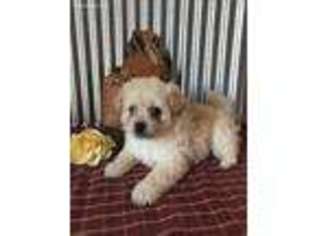 Mutt Puppy for sale in Ligonier, IN, USA