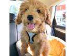 Goldendoodle Puppy for sale in Mesquite, NV, USA
