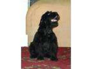 Black Russian Terrier Puppy for sale in Cody, WY, USA