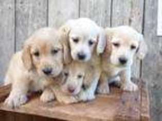 Labradoodle Puppy for sale in Mercersburg, PA, USA