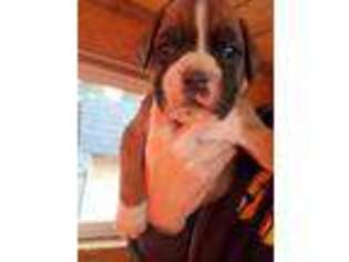 Boxer Puppy for sale in Van Buren, OH, USA