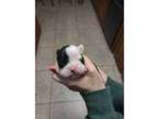 Boston Terrier Puppy for sale in Madera, CA, USA