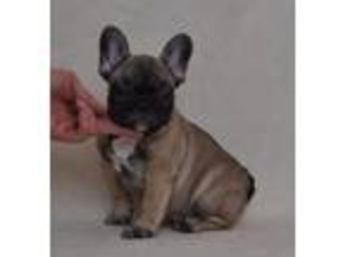French Bulldog Puppy for sale in Shelton, CT, USA