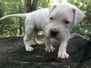 Dogo Argentino Puppy for sale in Mill Spring, NC, USA