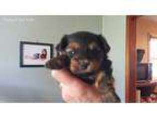 Yorkshire Terrier Puppy for sale in Bremen, GA, USA