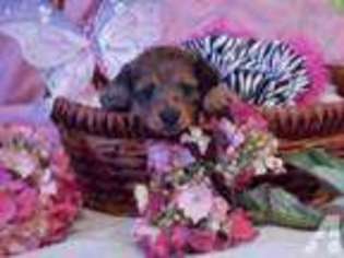 Dachshund Puppy for sale in BRONX, NY, USA
