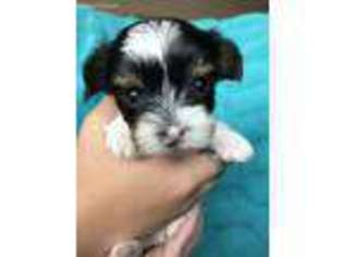 Yorkshire Terrier Puppy for sale in Roswell, NM, USA