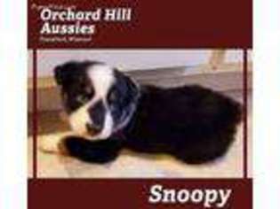 Australian Shepherd Puppy for sale in Frankford, MO, USA