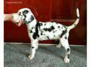 Great Dane Puppy for sale in Webberville, MI, USA