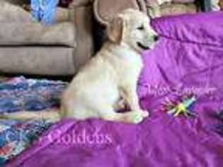 Golden Retriever Puppy for sale in South Sioux City, NE, USA
