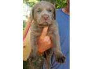 Labrador Retriever Puppy for sale in Dike, TX, USA