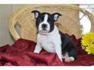 Boston Terrier Puppy for sale in Cleveland, OH, USA