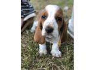 Basset Hound Puppy for sale in Cordele, GA, USA