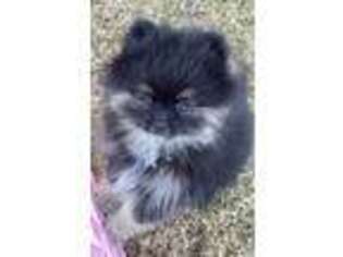 Pomeranian Puppy for sale in Southaven, MS, USA