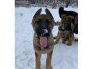 German Shepherd Dog Puppy for sale in Hartford, CT, USA