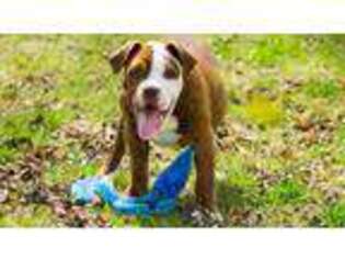 Alapaha Blue Blood Bulldog Puppy for sale in Dinwiddie, VA, USA