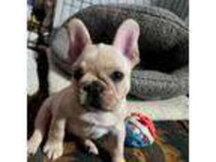 French Bulldog Puppy for sale in Minerva, NY, USA