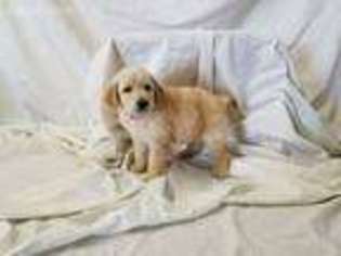 Goldendoodle Puppy for sale in Allendale, MI, USA
