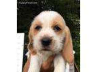 Petit Basset Griffon Vendeen Puppy for sale in Auburn, ME, USA