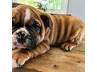 Bulldog Puppy for sale in Seymour, IN, USA