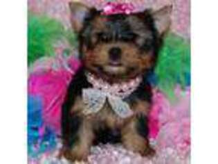 Yorkshire Terrier Puppy for sale in Dobbs Ferry, NY, USA