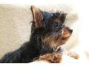 Yorkshire Terrier Puppy for sale in Saint Charles, MO, USA