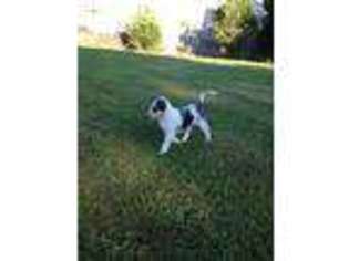 Collie Puppy for sale in Hurricane, WV, USA