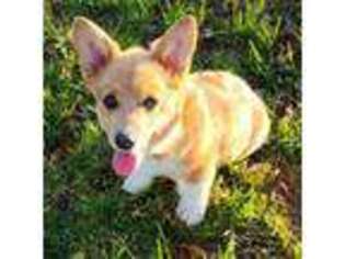 Pembroke Welsh Corgi Puppy for sale in Hickory, NC, USA