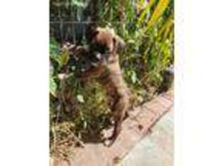 Boxer Puppy for sale in Oxnard, CA, USA