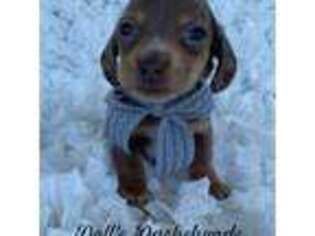 Dachshund Puppy for sale in Cleveland, NC, USA