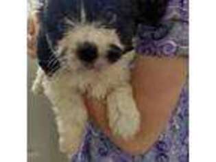 Cavachon Puppy for sale in Rexford, MT, USA