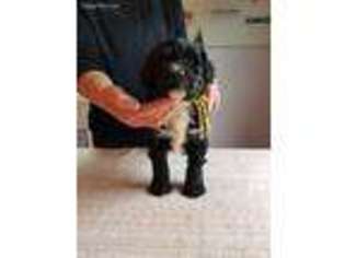 Portuguese Water Dog Puppy for sale in Melrose, NY, USA