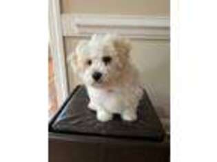 Bichon Frise Puppy for sale in Edenton, NC, USA