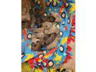 Cane Corso Puppy for sale in Eustace, TX, USA