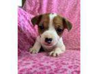 Jack Russell Terrier Puppy for sale in Owen, WI, USA