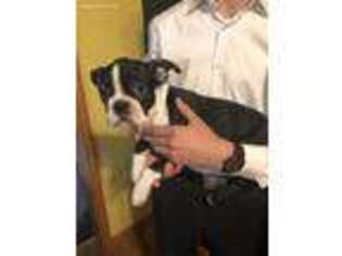 Boston Terrier Puppy for sale in Middlebury, IN, USA