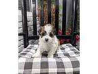 Shorkie Tzu Puppy for sale in Miami, FL, USA