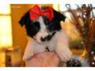 Chorkie Puppy for sale in Howe, OK, USA