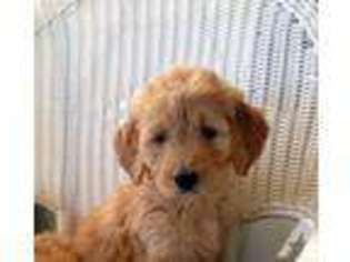 Goldendoodle Puppy for sale in YUBA CITY, CA, USA