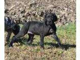 Great Dane Puppy for sale in Forest City, NC, USA