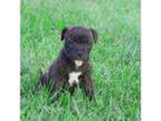 Staffordshire Bull Terrier Puppy for sale in Jeffersonville, KY, USA