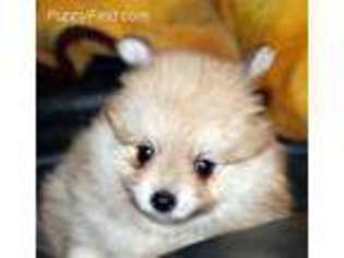Pomeranian Puppy for sale in Blanco, TX, USA