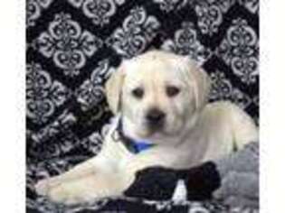 Labrador Retriever Puppy for sale in Gap, PA, USA