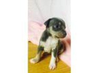 Rat Terrier Puppy for sale in Medford, OR, USA