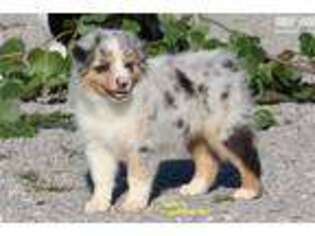 Australian Shepherd Puppy for sale in Battle Creek, MI, USA
