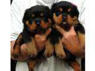 Rottweiler Puppy for sale in Micanopy, FL, USA