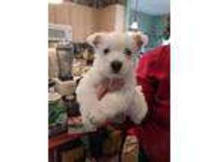 West Highland White Terrier Puppy for sale in Inwood, WV, USA