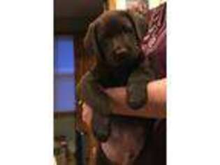 Labrador Retriever Puppy for sale in MERIDEN, CT, USA