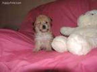 Mutt Puppy for sale in Caulfield, MO, USA