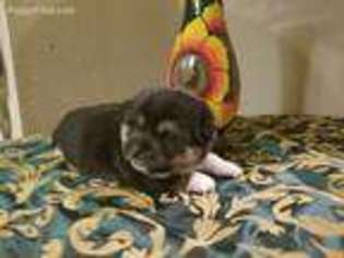 Shiba Inu Puppy for sale in San Jose, CA, USA